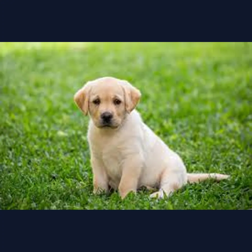 Small dog sitting on grass before a style change